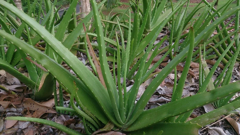Aloe vera rosettes with long green succulent leaves and small pale teeth along their edges, growing in a garden bed.