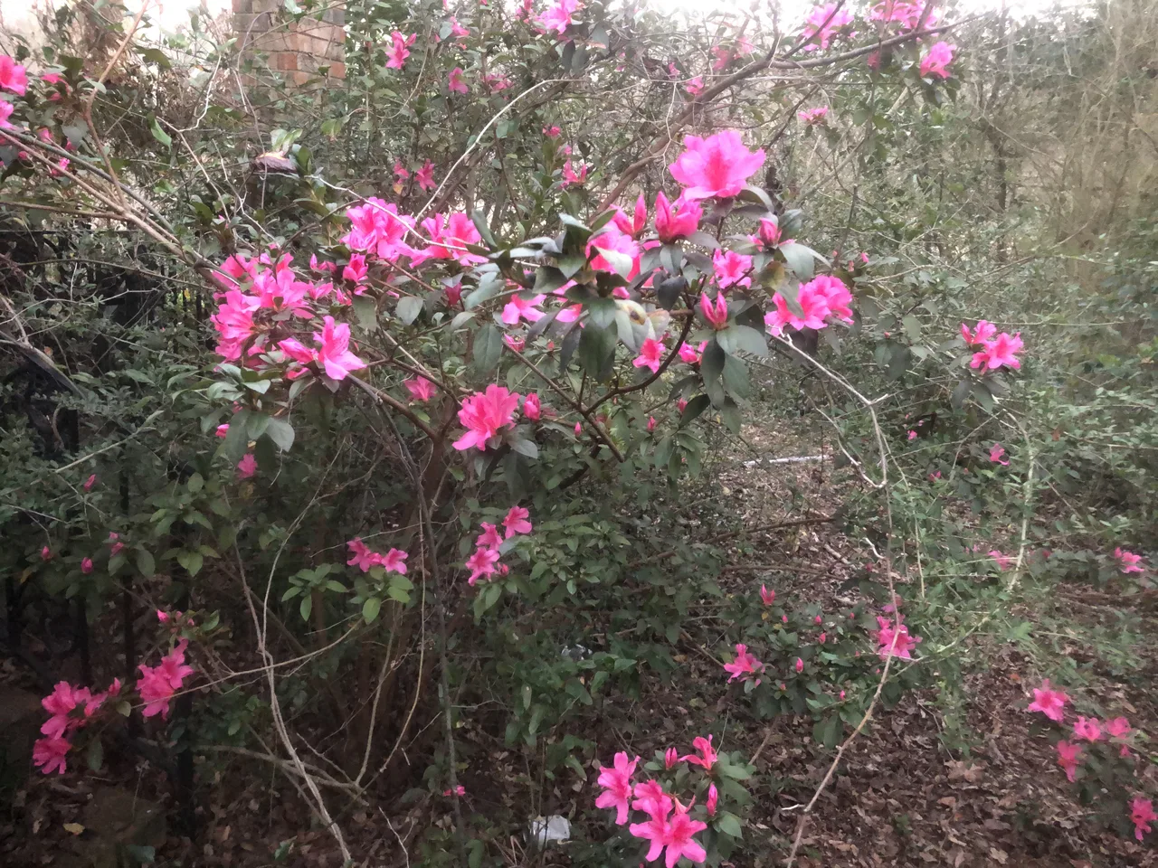 An outdoor azalea shrub with bright pink flowers, green oval leaves and woody branches.