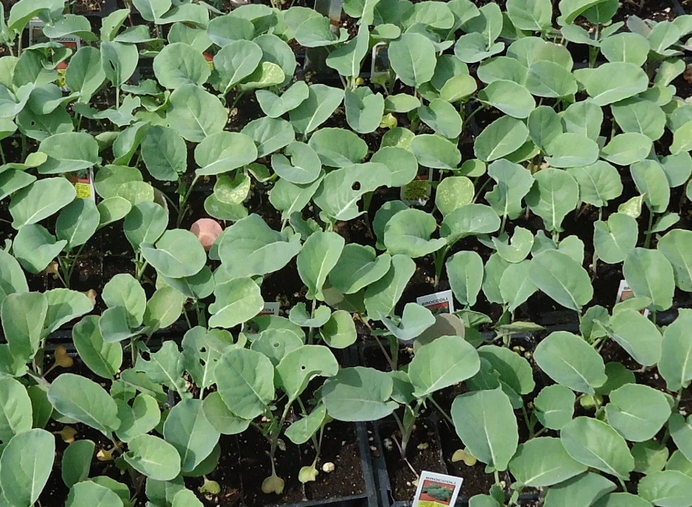 Young broccoli plants growing in a New Jersey garden bed in April, with blue-green leaves.