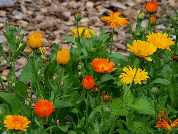 Orange and yellow calendula flowers above green leaves in a garden bed.