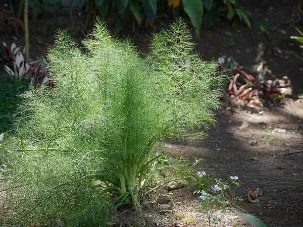 A dill plant with upright stems and fine, feathery green foliage.