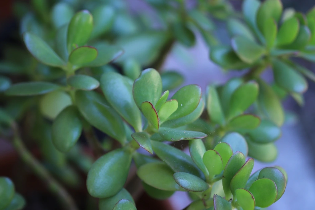 Clusters of fleshy oval green jade-plant leaves on branching stems.