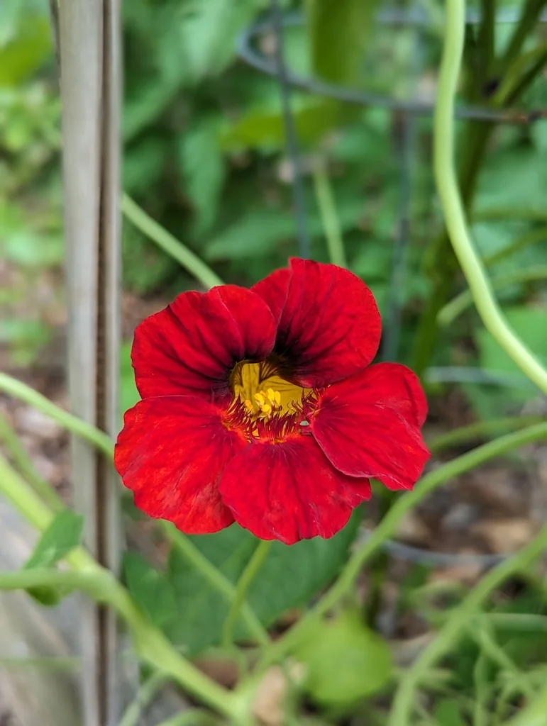 A red nasturtium flower with a yellow center among green stems and leaves.