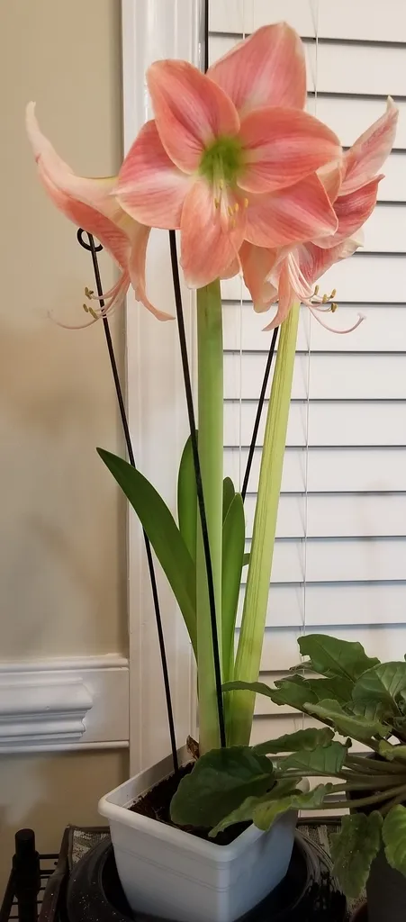 Pink Hippeastrum flowers above tall stalks and strap-shaped leaves in an indoor pot.