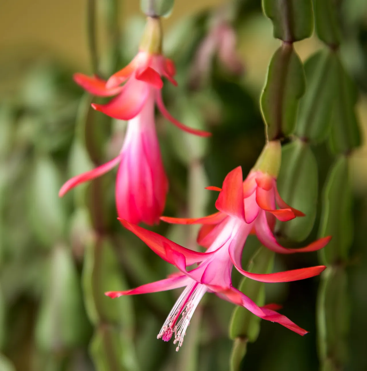 Pendant pink Christmas-cactus flowers on flattened green stems with rounded edges.