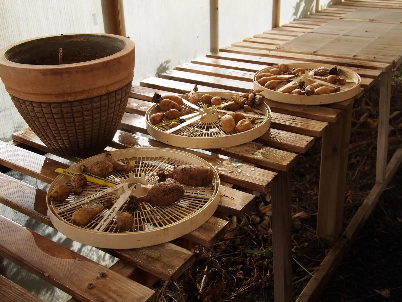 Dahlia tubers laid on round ventilated trays on a wooden greenhouse bench.