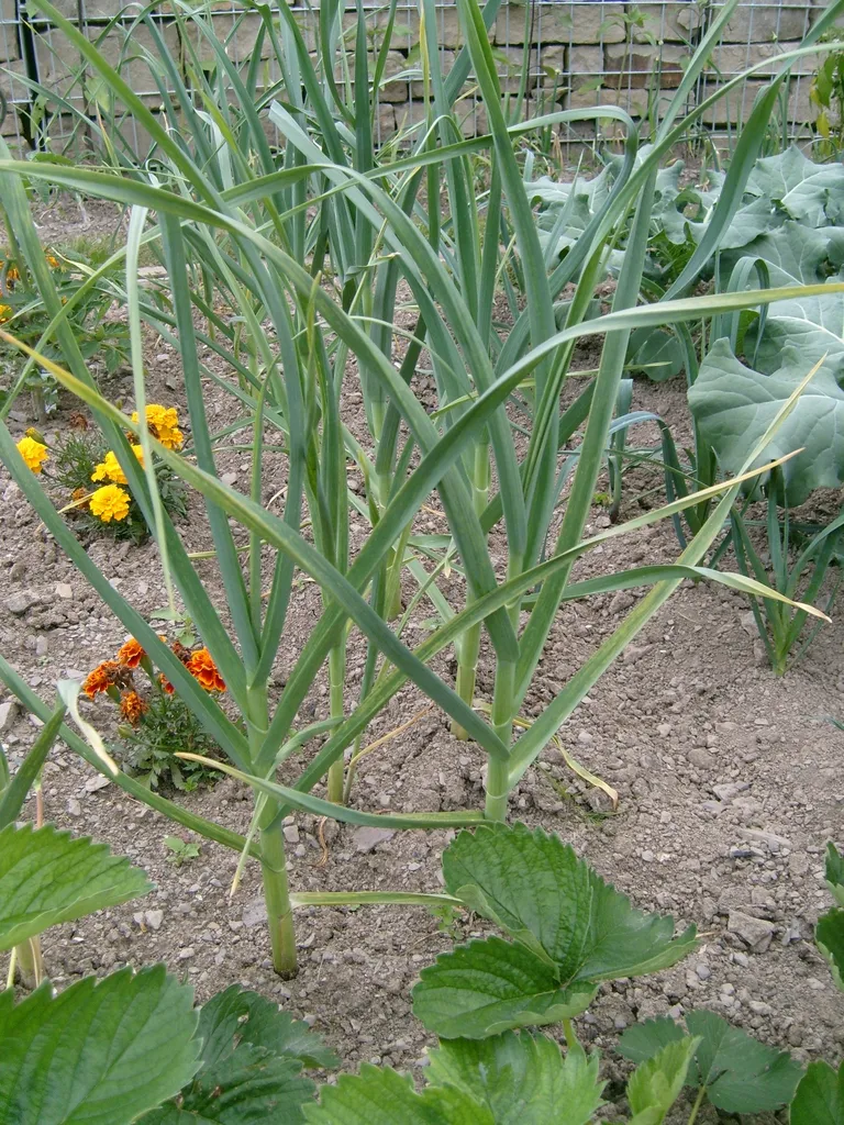 Long blue-green garlic leaves growing from garden soil beside other vegetables.