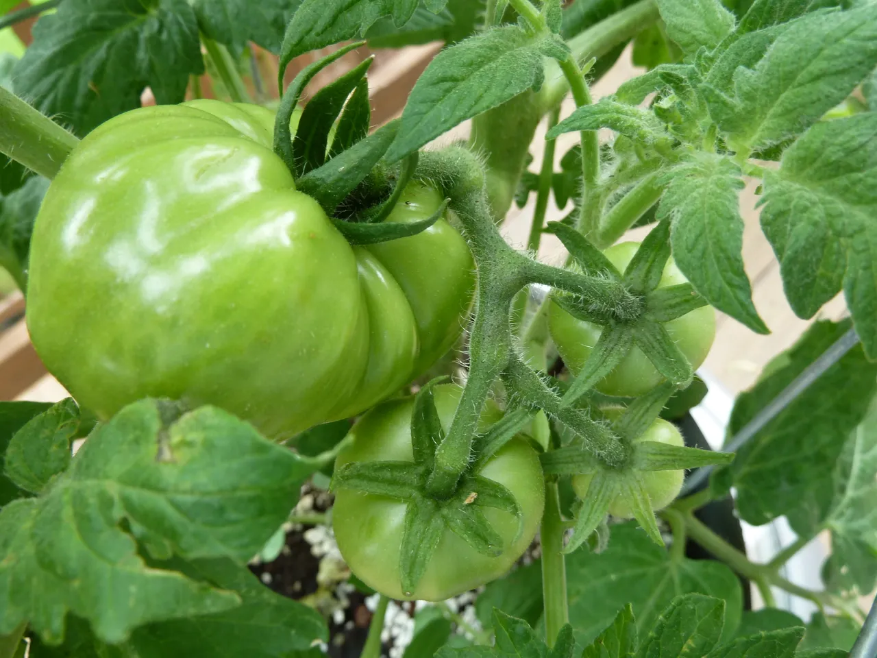 Several green tomatoes attached to fuzzy green stems among tomato leaves.