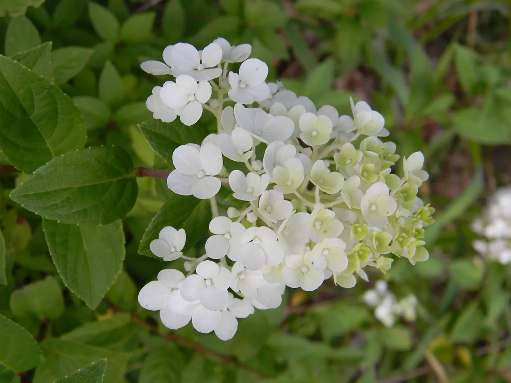 A panicle of white hydrangea flowers surrounded by green leaves.