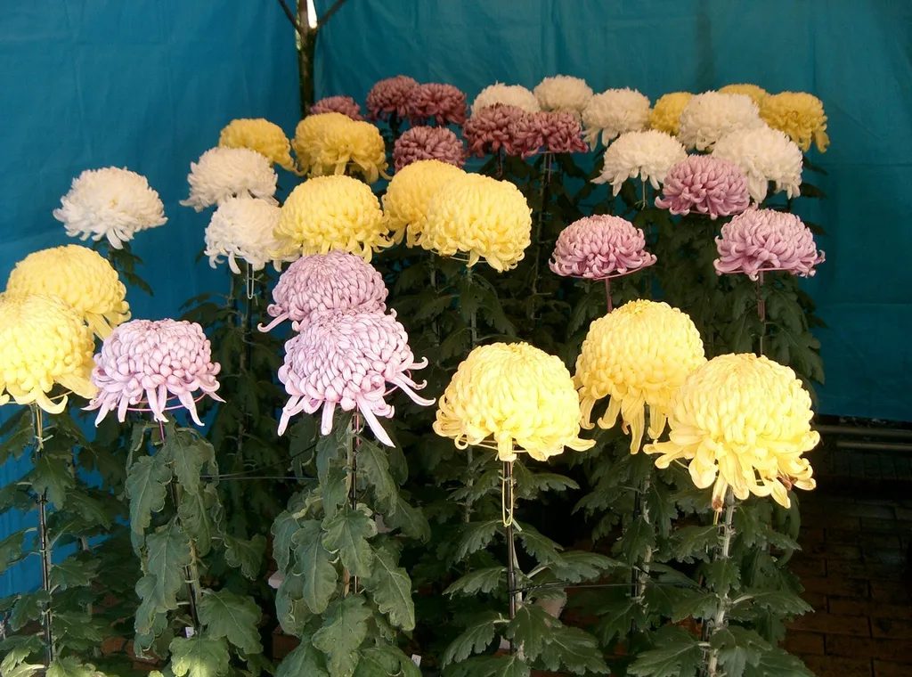 Yellow, white and mauve chrysanthemum blooms with upright stems and lobed leaves.