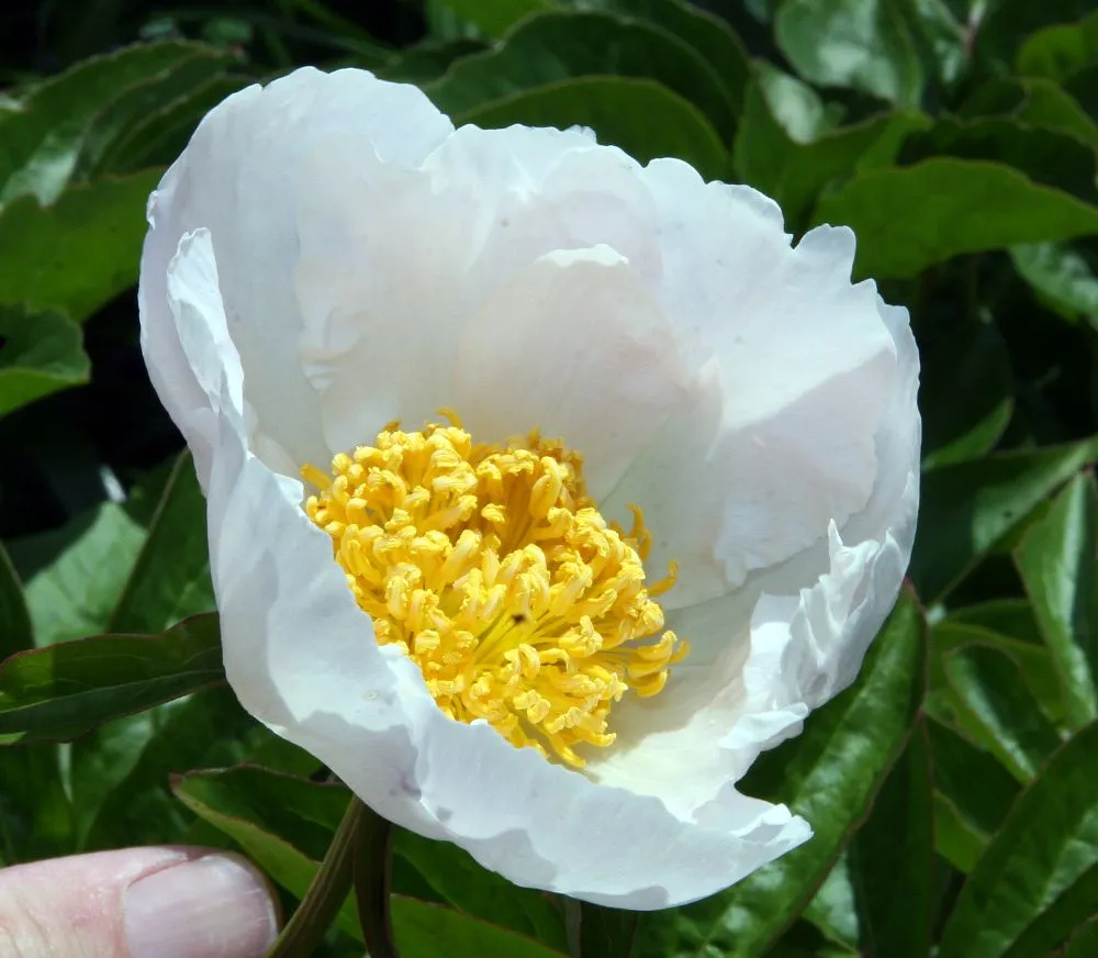 A white single peony flower with yellow stamens among dark green leaves.