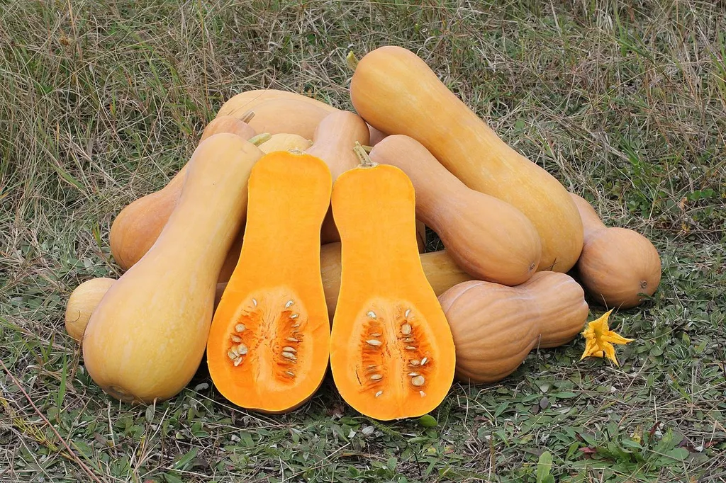 Tan butternut squashes on grass, including one cut lengthwise to show orange flesh and seeds.
