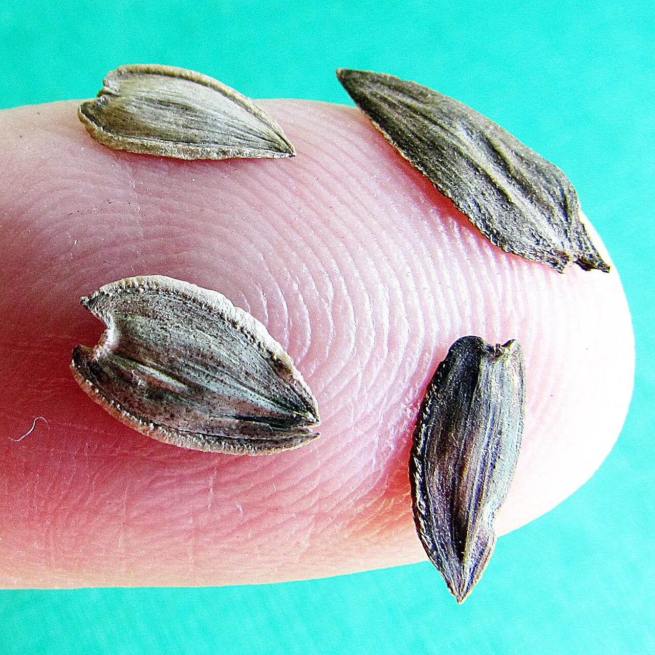 Four dry zinnia seed-bearing fruits resting on a fingertip against a turquoise background.