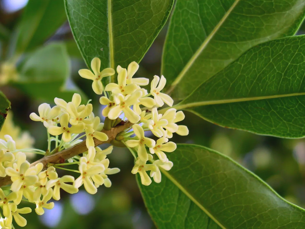 Clusters of small cream-yellow Osmanthus fragrans flowers beside glossy green leaves.