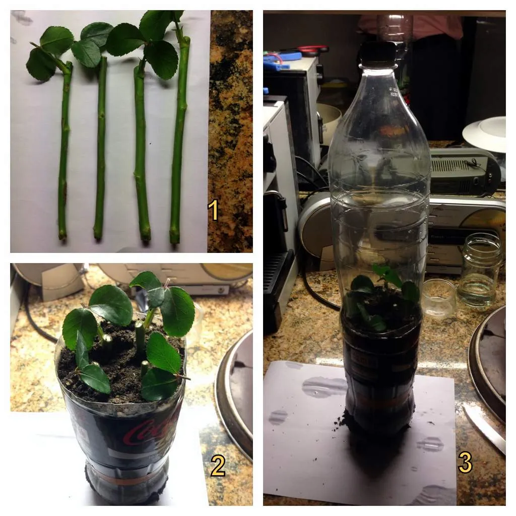 Three photographs show rose stem cuttings, cuttings in potting mix and the pot enclosed by a clear plastic bottle.