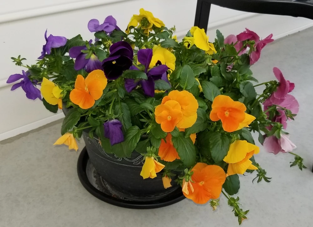 Orange, yellow, purple and pink garden pansies flowering together in a dark container.