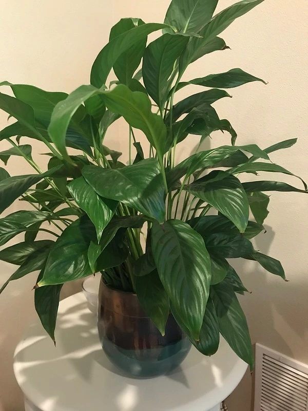 A potted peace lily with glossy, pointed green leaves on a white stand.