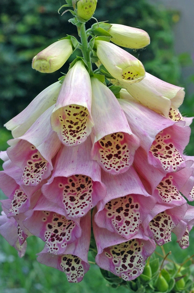 A spike of pale pink foxglove bells with deep burgundy spots inside the open flowers.