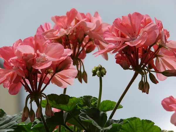 Coral-pink zonal geranium flowers held in rounded clusters above scalloped green leaves.