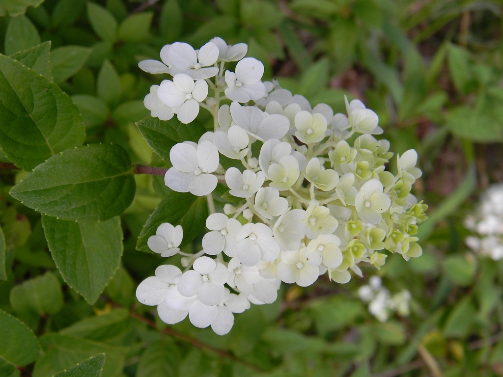A conical cluster of creamy white Little Lime hydrangea flowers among fresh green leaves.