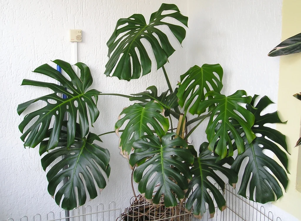 A potted Monstera deliciosa with glossy green leaves split into deep lobes and natural holes.