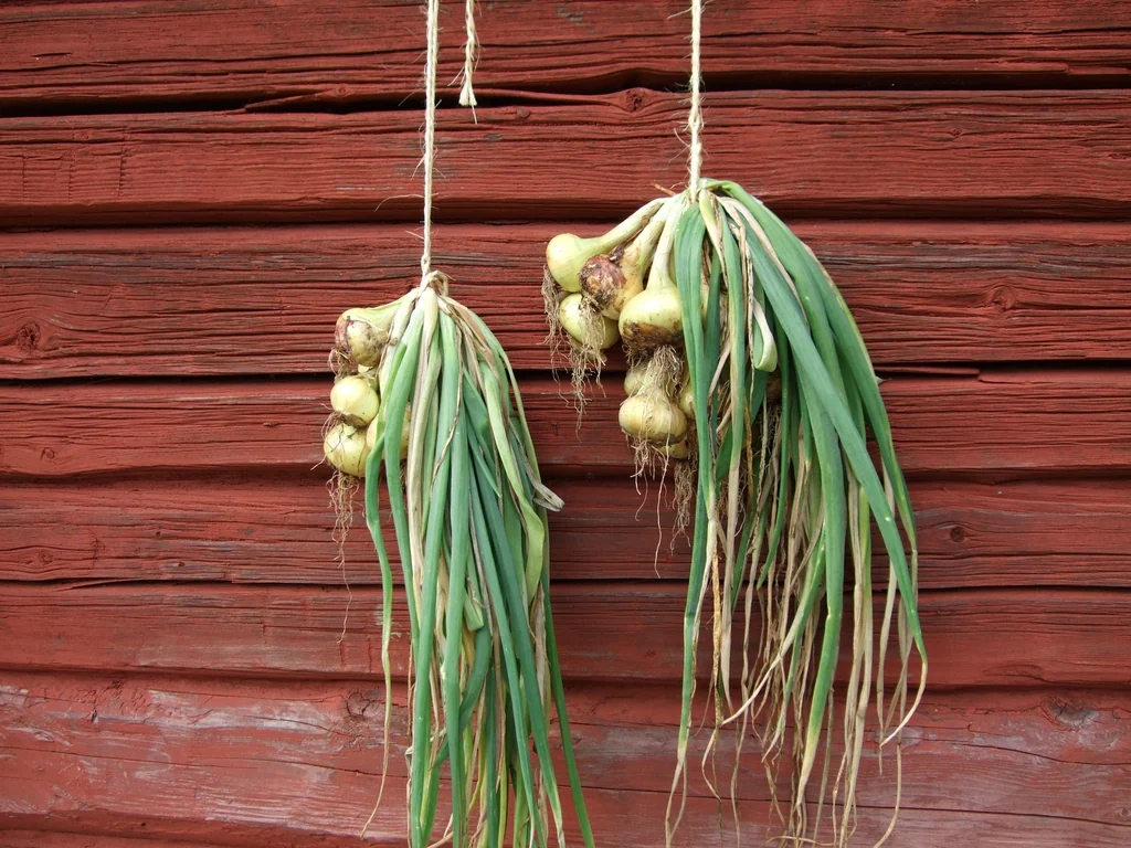 Two bunches of yellow bulb onions hang to dry with their green tops attached.