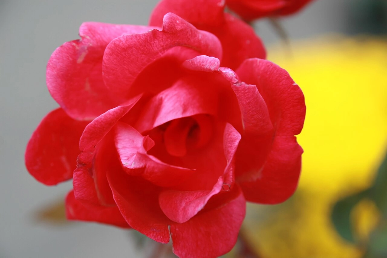 A red original Knock Out rose opening its layered petals against a soft garden-center background.