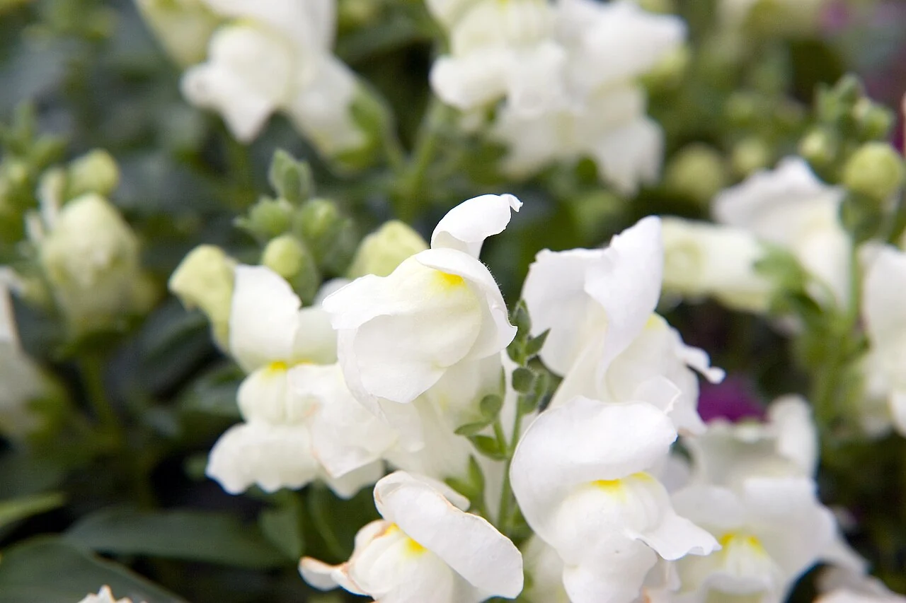 White snapdragon flowers with small yellow throats clustered along green stems.