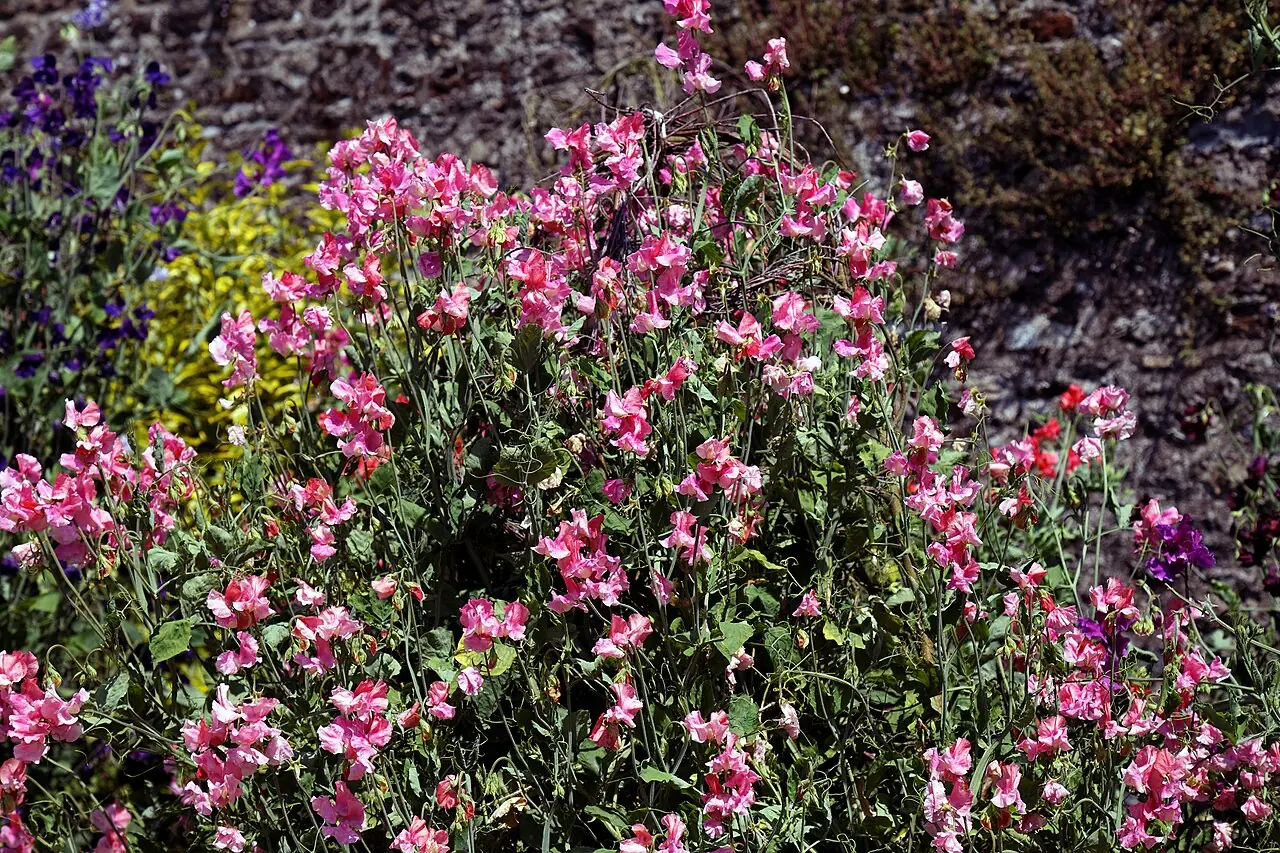 Pink sweet-pea flowers climbing through a cottage-garden border beside an old stone wall.