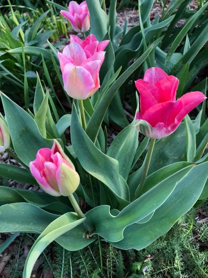 Pink and red tulip flowers rising above broad, blue-green leaves in a garden bed.