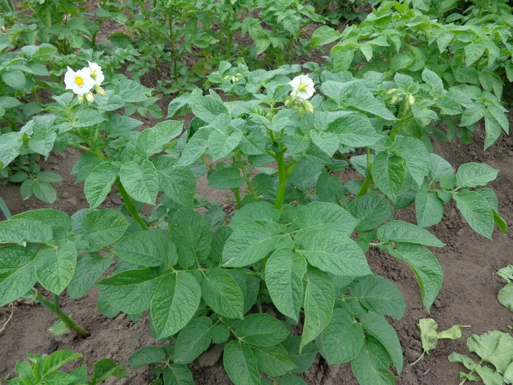 Potato plants with compound green leaves and small white flowers growing in a garden bed.