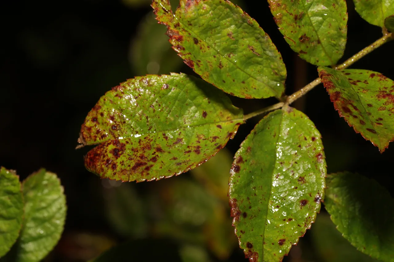 Rose leaves with many dark spots and yellow-green discoloration.