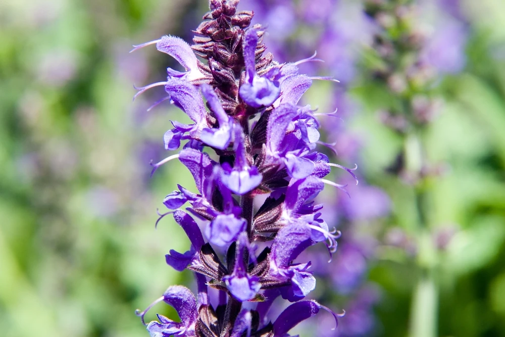 Close-up of violet-purple flowers and dark bracts on an upright May Night salvia spike.