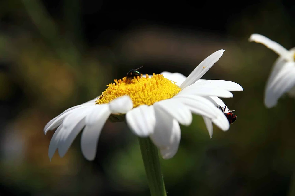 A white Becky Shasta daisy flower with a raised yellow center and small insects on the bloom.