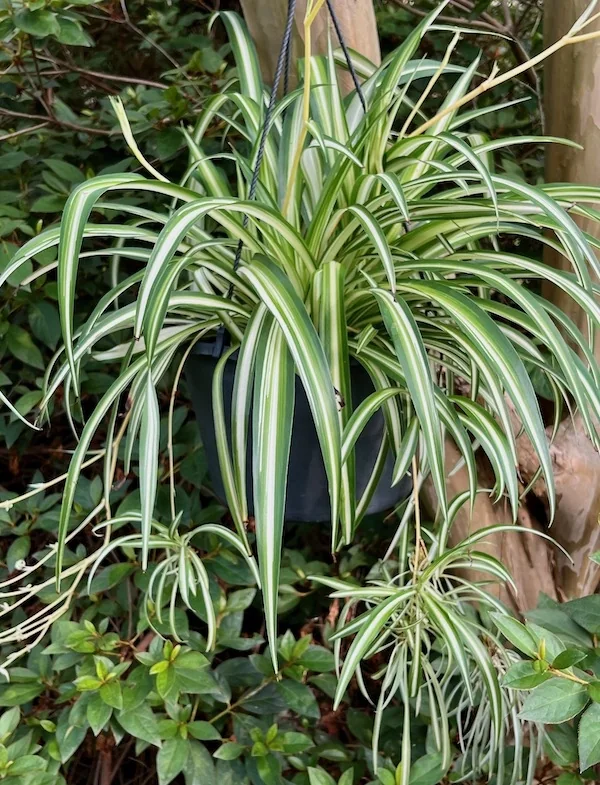 A spider plant with arching green-and-white striped leaves and hanging plantlets.