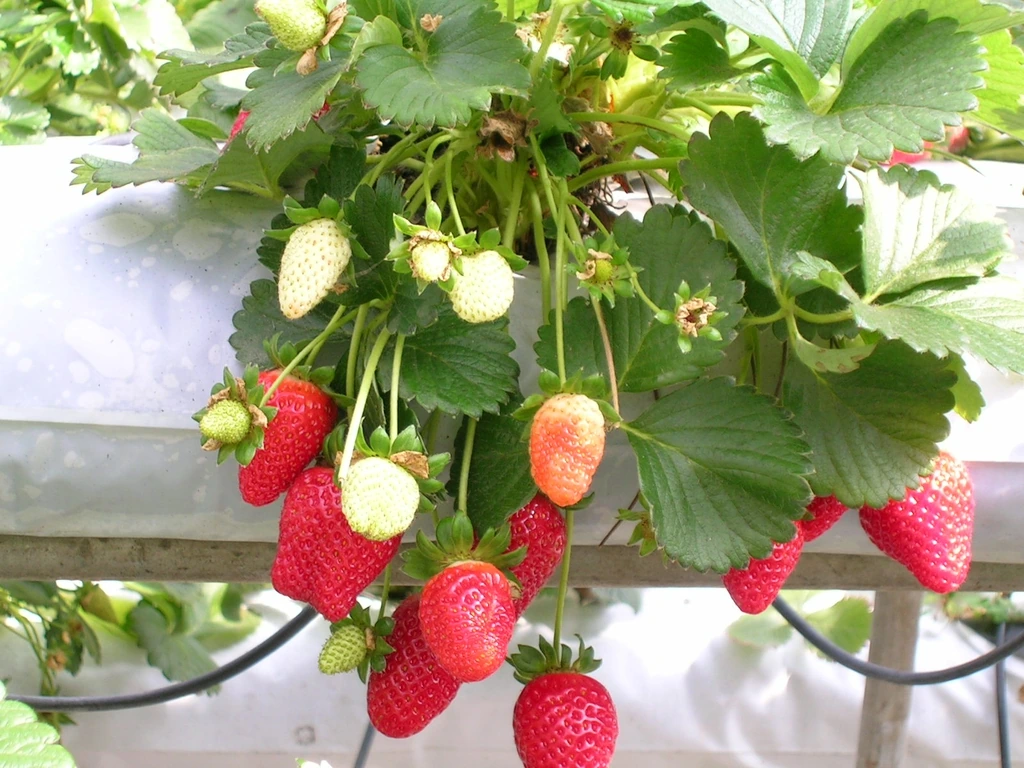 Red ripe and pale unripe strawberries hanging beneath green leaves.
