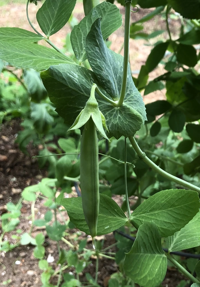 A green sugar snap pea pod hanging from its vine among broad leaves and curling tendrils.