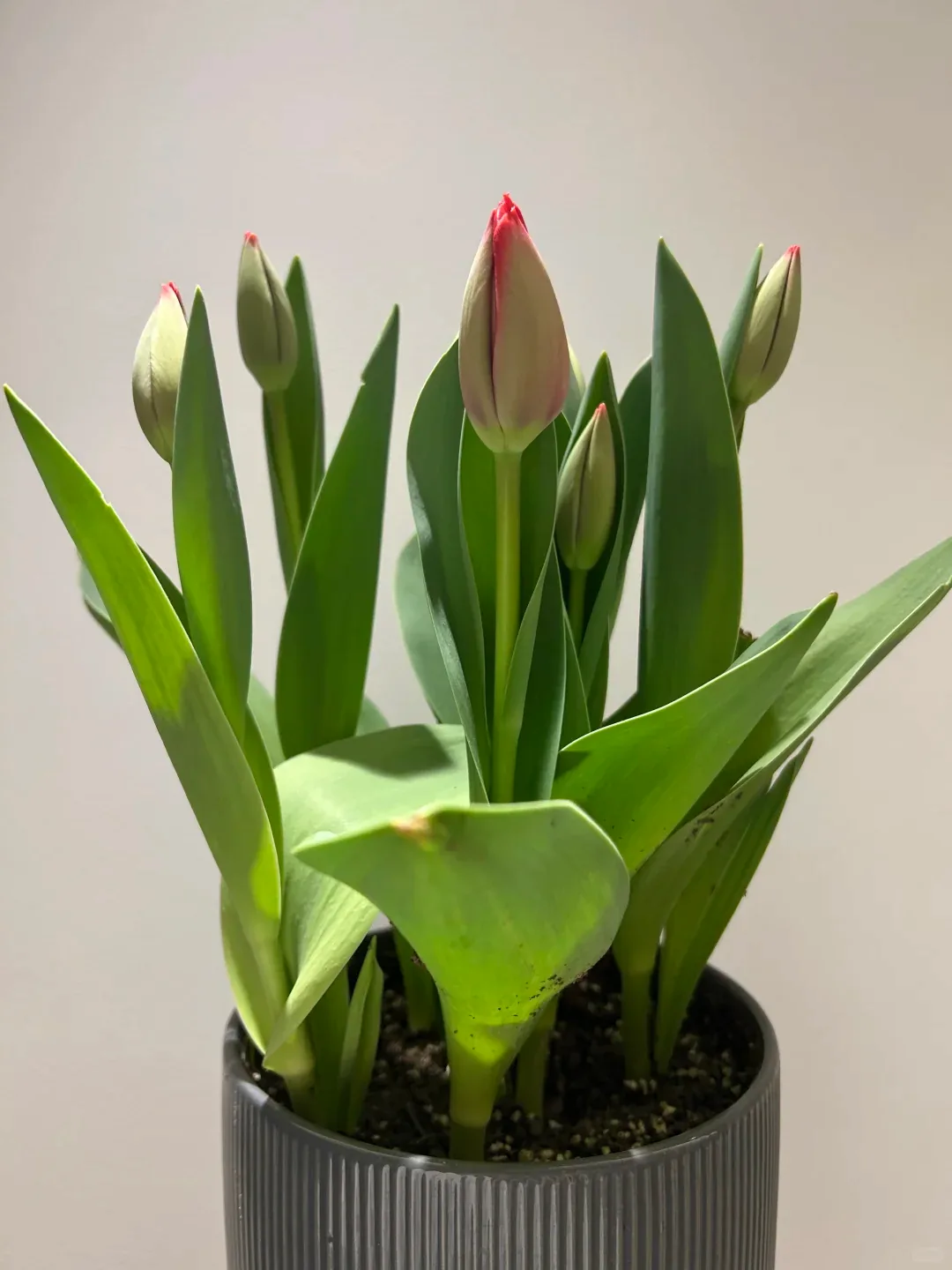 Geschlossene Tulpenknospen mit roten Spitzen über breiten grünen Blättern in einem gerippten grauen Topf.
