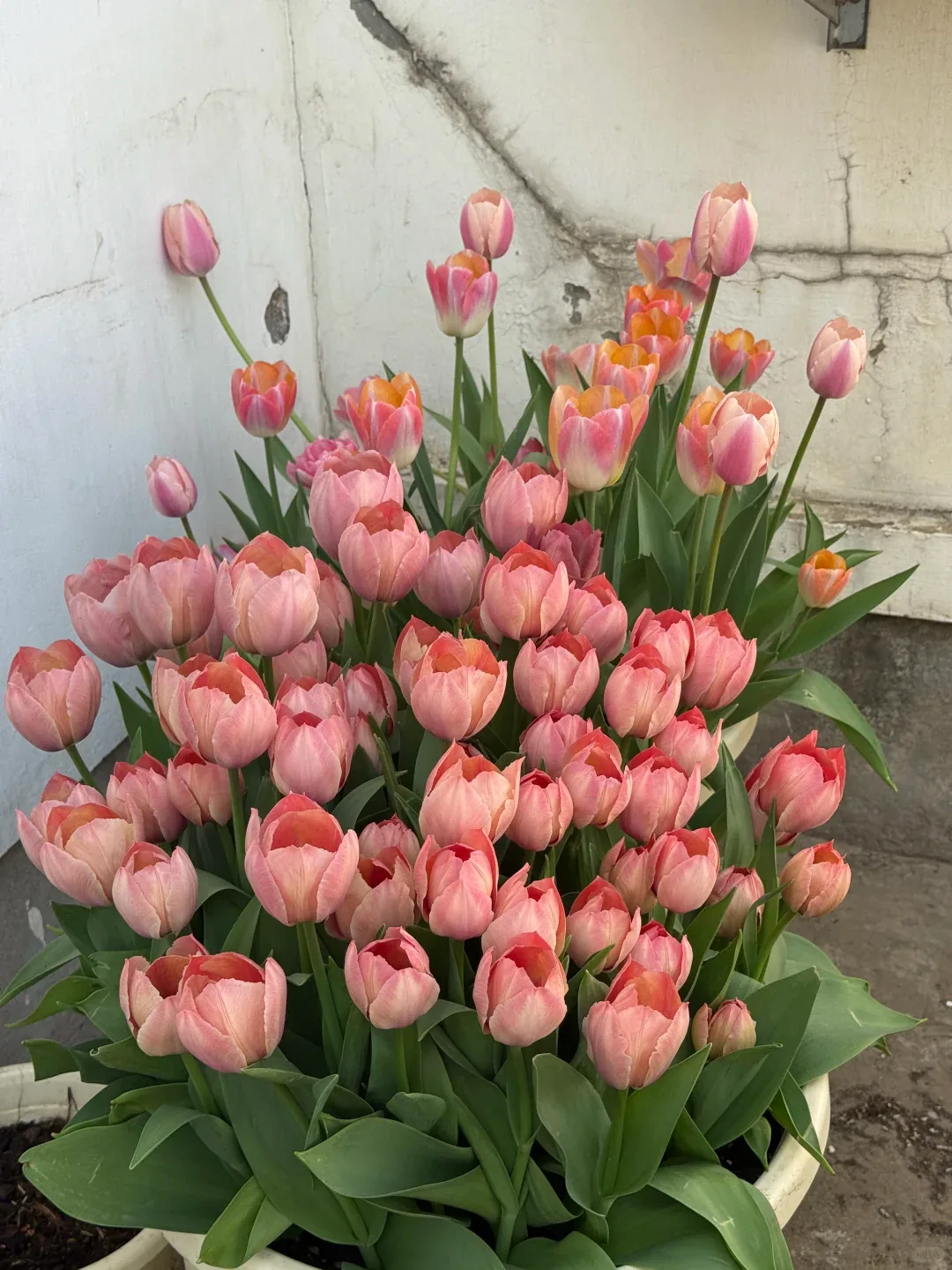 Töpfe mit rosa und rosa-orangefarbenen Tulpenblüten und breiten grünen Blättern neben einer hellen Wand.
