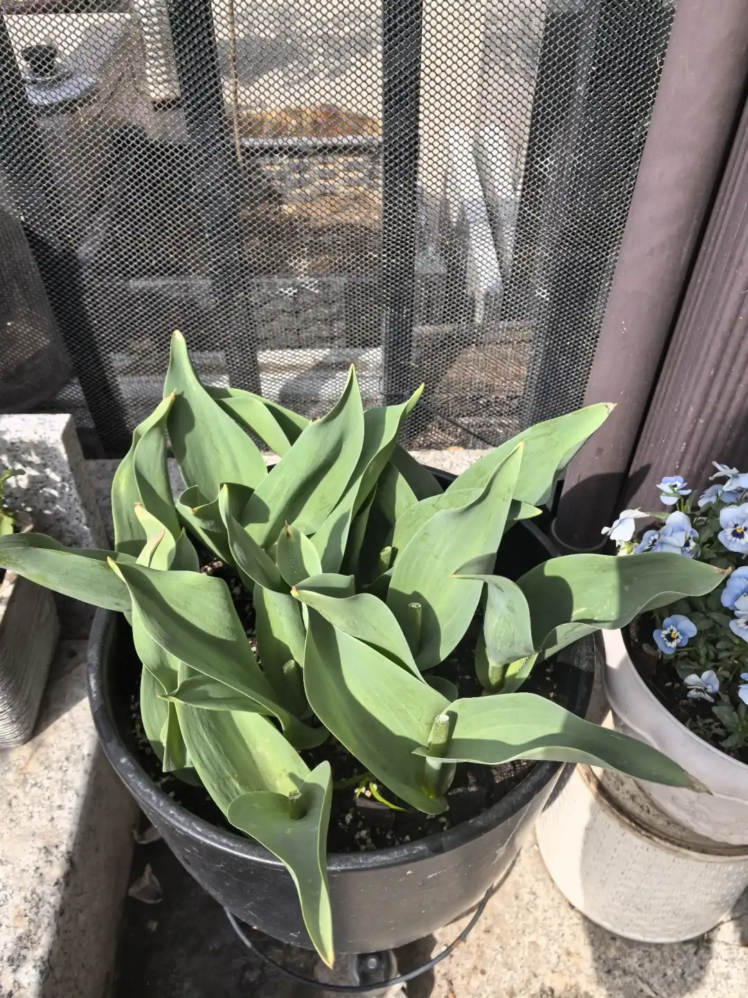 Kurz abgeschnittene Blütenstiele zwischen breiten grünen Tulpenblättern in einem schwarzen Topf.