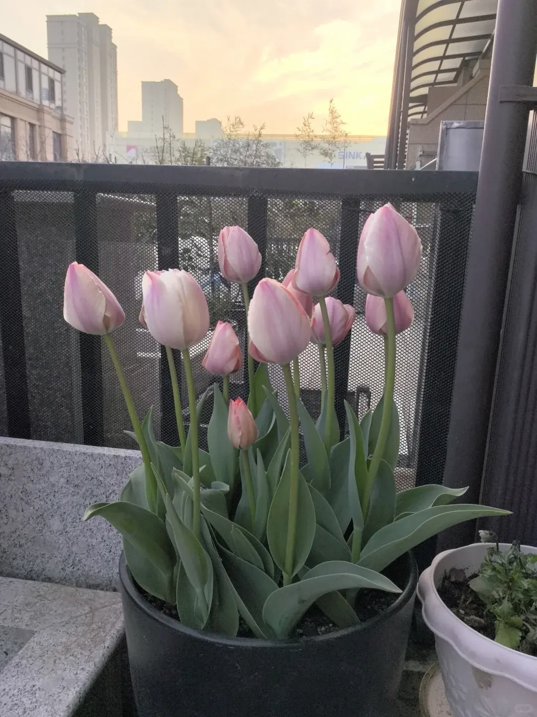 Zartrosa Tulpen und breite grüne Blätter in einem schwarzen Topf neben einem dunklen Balkongeländer.
