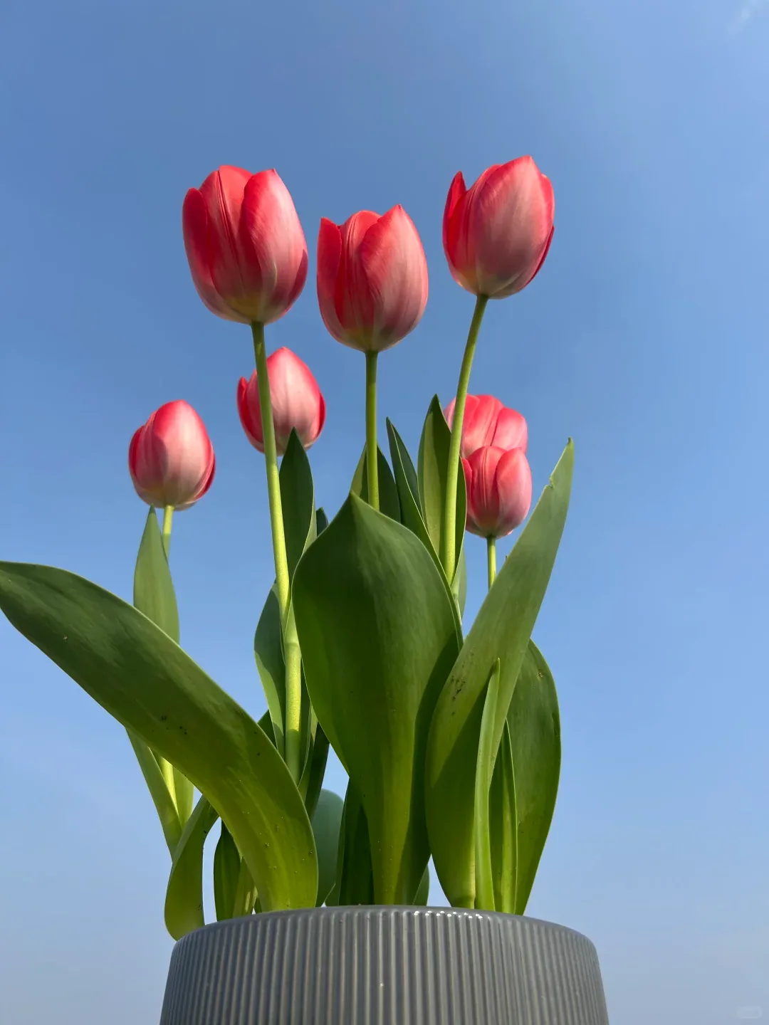 Rotrosa Tulpenblüten und grüne Blätter in einem gerippten grauen Topf vor blauem Himmel.