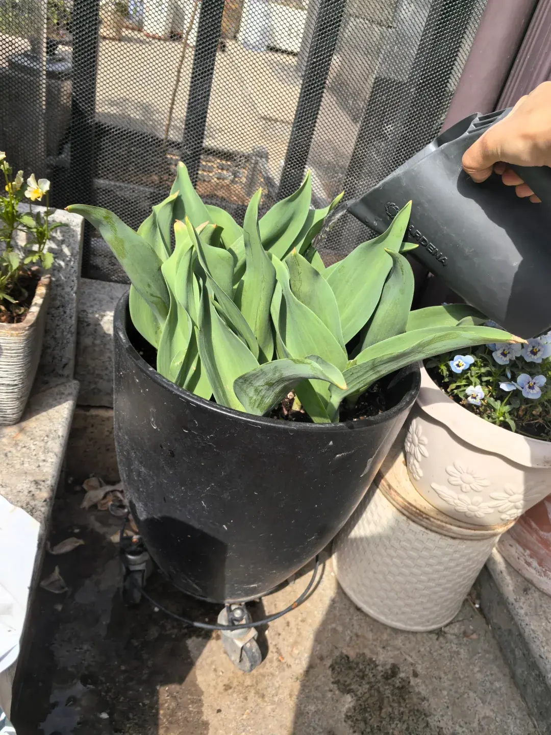 Eine Hand neigt eine graue Gießkanne zur Blumenerde zwischen grünen Tulpenblättern in einem schwarzen Topf.